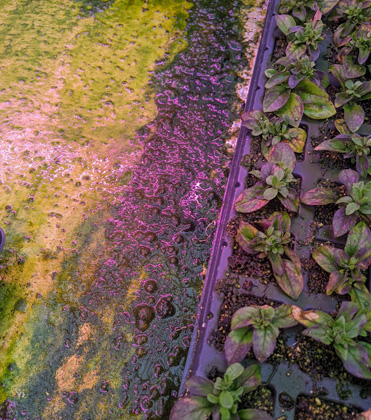 Nostoc: Managing Algae and Moss Inside Greenhouses